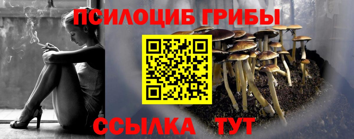 где можно купить наркотик  Вход с VPN  Великий Новгород  Галлюциногенные грибы Cubensis 